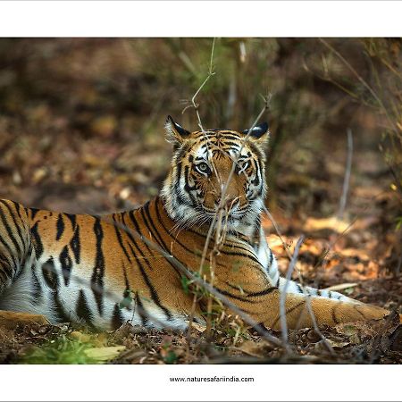 Tiger'S Den Resort Bandhavgarh National Park Exterior photo